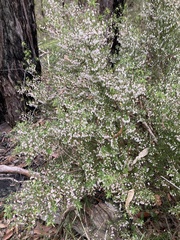 Styphelia setigera