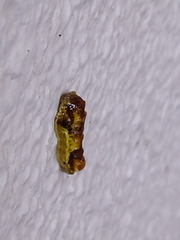 Phauda flammans