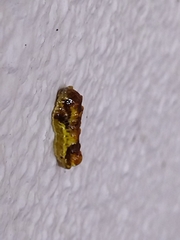 Phauda flammans