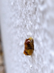 Phauda flammans