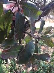 Terminalia stenostachya