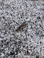 Orgyia pseudotsugata