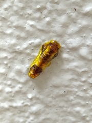 Phauda flammans