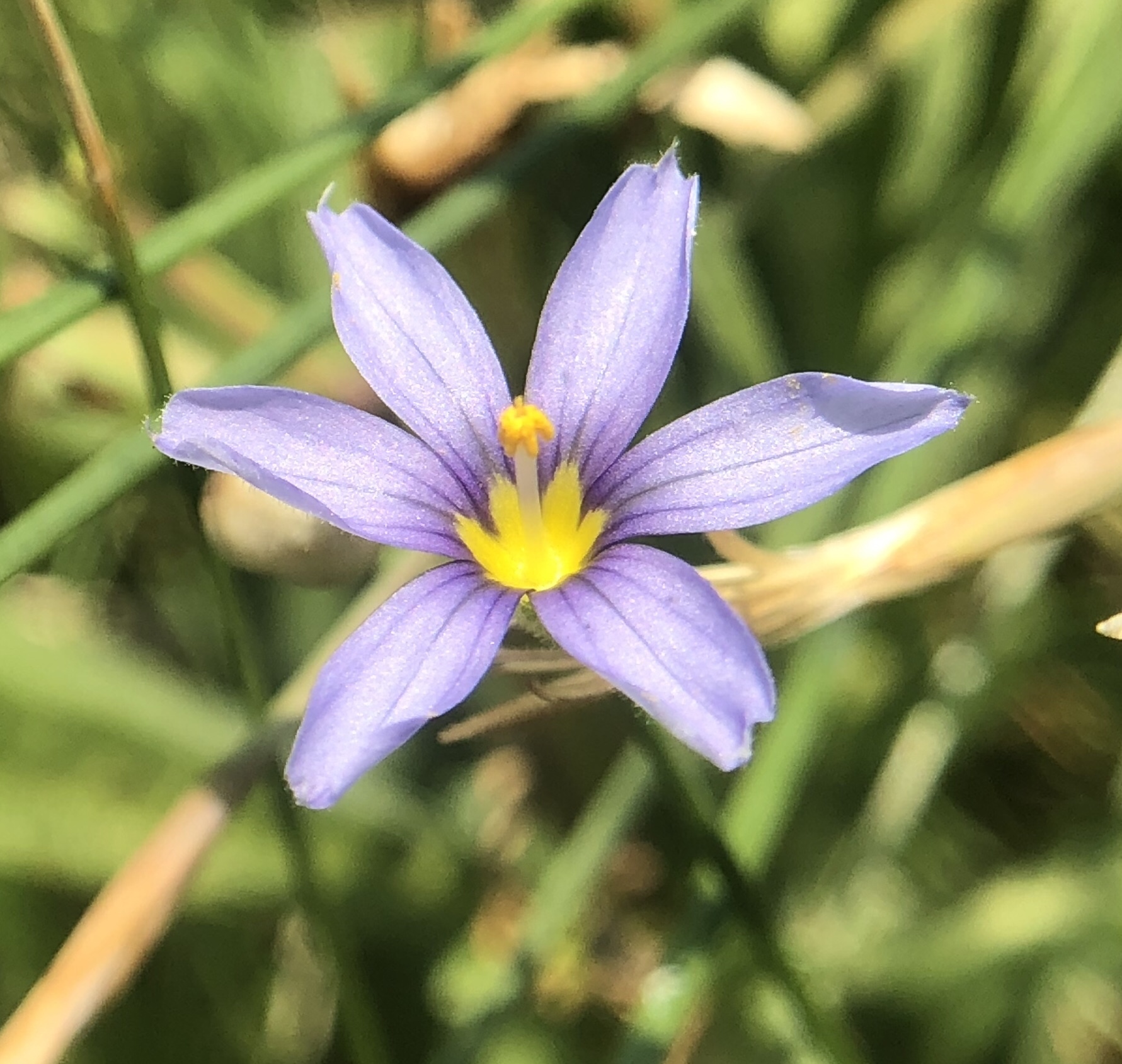 Sisyrinchium halophilum