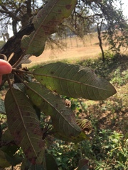 Terminalia stenostachya
