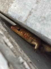 Plestiodon chinensis