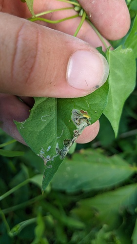 Mantura floridana photo 5