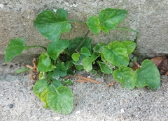 Campanula poscharskyana