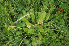 Primula veris macrocalyx