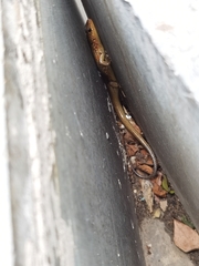 Plestiodon chinensis