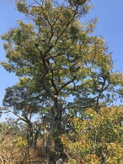 Brachystegia spiciformis