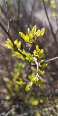 Bridgesia incisifolia