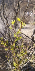 Bridgesia incisifolia