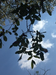 Brachystegia spiciformis