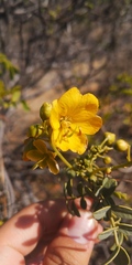 Senna cumingii