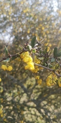 Berberis chilensis