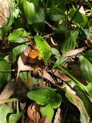 Drimiopsis