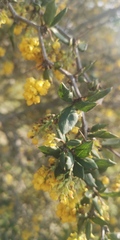 Berberis chilensis
