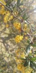 Berberis chilensis