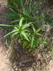Hygrophila ringens