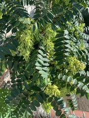 Ailanthus altissima