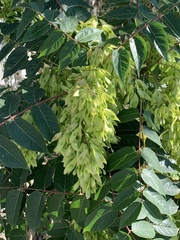 Ailanthus altissima