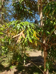 Grevillea baileyana