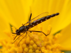 Dolichomyia gracilis