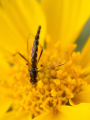 Dolichomyia gracilis