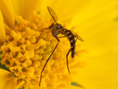 Dolichomyia gracilis
