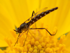 Dolichomyia gracilis