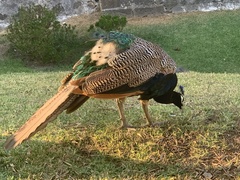 Pavo