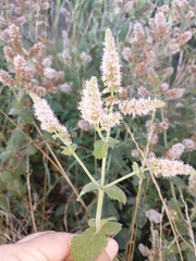 Mentha × rotundifolia