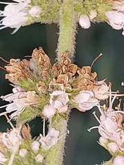 Mentha × rotundifolia