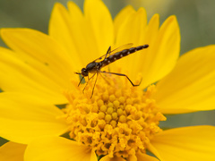 Dolichomyia gracilis