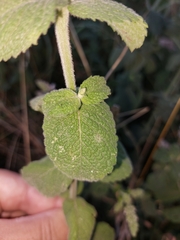 Mentha × rotundifolia