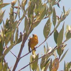 Setophaga petechia cruciana