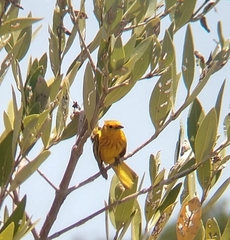 Setophaga petechia cruciana