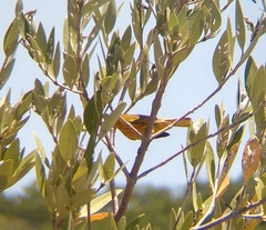 Setophaga petechia cruciana