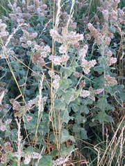 Mentha × rotundifolia