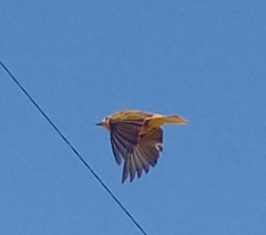 Setophaga petechia cruciana