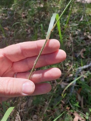 Capillipedium spicigerum