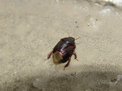 Microporus