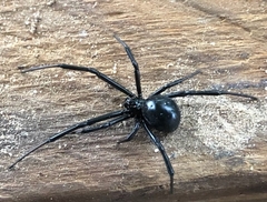 Latrodectus hesperus