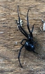 Latrodectus hesperus