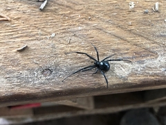 Latrodectus hesperus