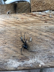 Latrodectus hesperus