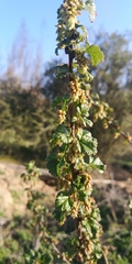 Ribes punctatum
