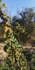 Ribes punctatum