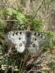 Parnassius apollo ciscaucasicus